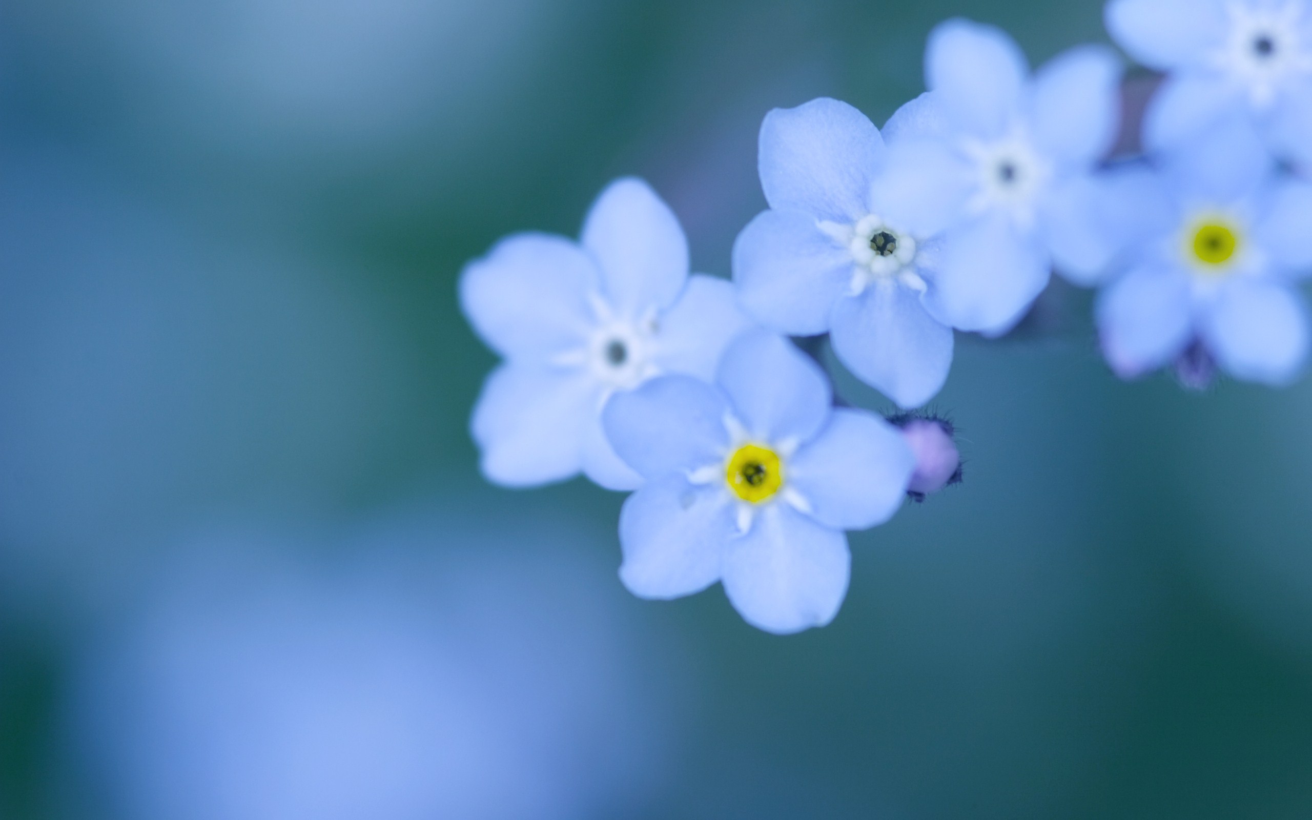 Download Forget-me-not For Mac